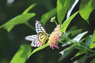 Close-up of butterfly pollinating on leaf