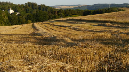 Scenic view of agricultural field after harvest against sky