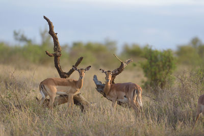 Deer in a field