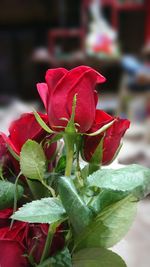 Close-up of red rose