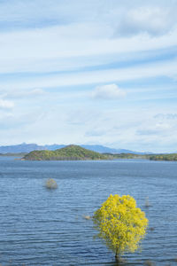 Yellow flowers growing by sea against sky