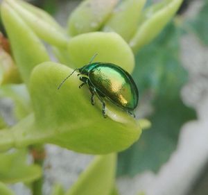 Close-up of insect on plant