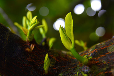 Close-up of young plant growing outdoors