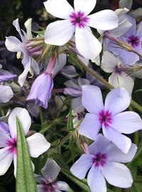 Close-up of purple flowers blooming outdoors