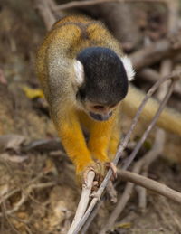 Closeup portrait of cute baby golden squirrel monkey saimiri sciureus staring at ground bolivia.