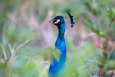 Close-up of a peacock