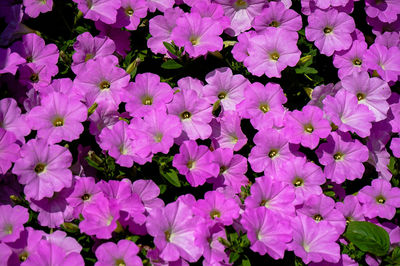 High angle view of purple flowering plants