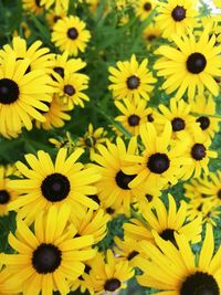 Close-up of yellow daisy flowers