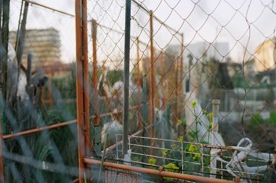 Close-up of fence against sky