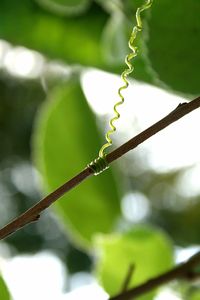 Close-up of plant