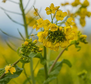 Close-up of yellow flowers
