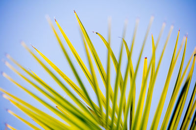 Close-up of palm leaf against sky