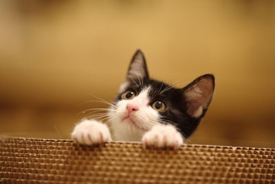 Portrait of cat in basket