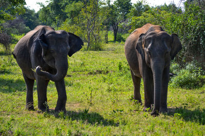 Elephants in a forest