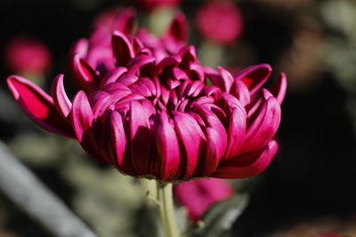 Close-up of pink rose flower