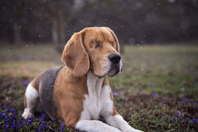 Dog sitting on field