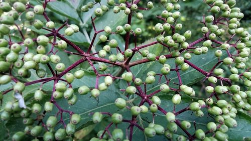 Close-up of buds on plant