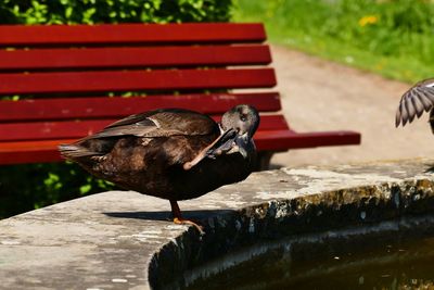 Close-up of bird perching on wood