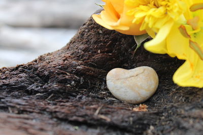 Close-up of yellow flower on tree trunk