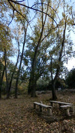 Trees in forest against sky