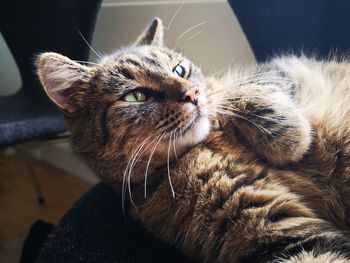 Close-up of a cat at home