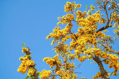 Low angle view of tree against clear blue sky