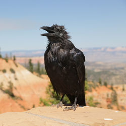 Close-up of bird perching on wood against sky