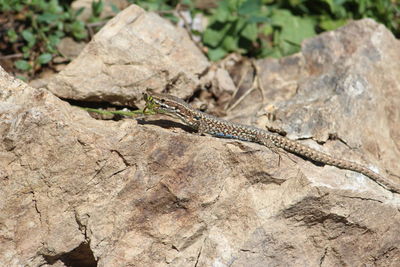 High angle view of lizard on rock
