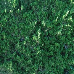 High angle view of lush foliage