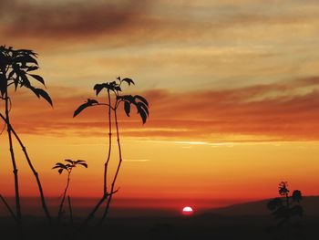 Silhouette plants against dramatic sky during sunset