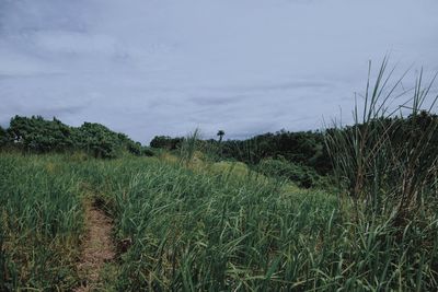 Scenic view of field against sky