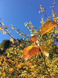 Close-up of yellow tree against sky