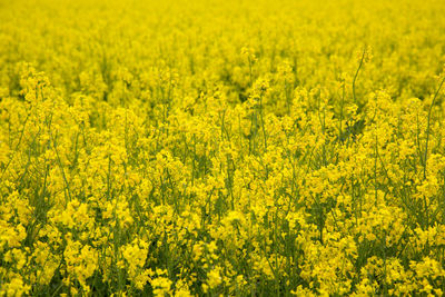 Scenic view of oilseed rape field