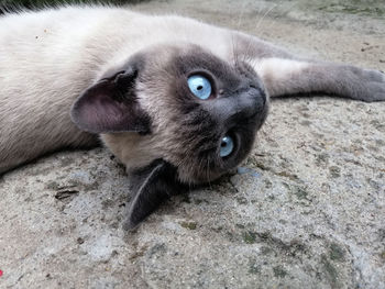 Close-up portrait of a cat