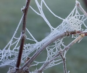Close-up of spider on web during winter