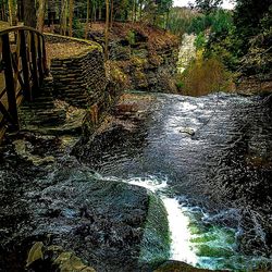 Trees in water