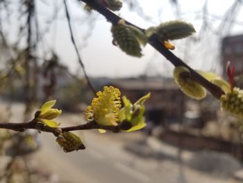 Close-up of yellow flowering plant