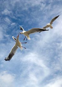 Low angle view of seagulls flying in sky