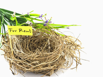 Close-up of plant in nest against white background