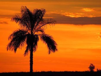 Silhouette of trees against dramatic sky