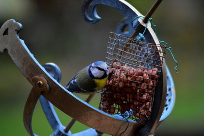 Close-up of bird on feeder