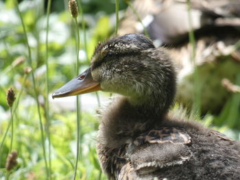Close-up of a bird