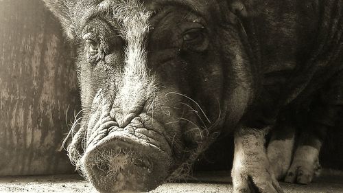 Close-up portrait of pig