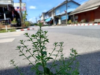 Plant on road by street