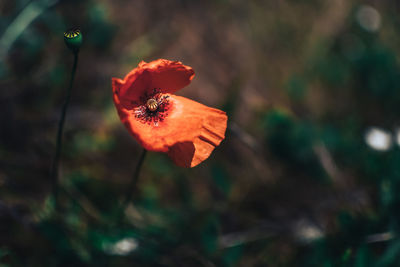 Close-up of orange poppy