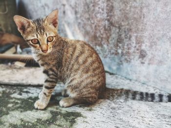 Portrait of cat sitting outdoors