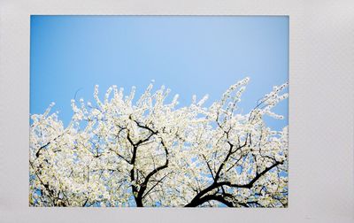Close-up of bare tree against clear sky