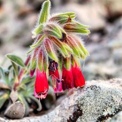 Close-up of plant against blurred background