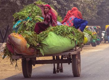 Portrait of smiling woman sitting on ox cart