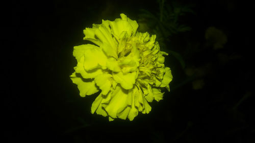 Close-up of yellow flowering plant against black background